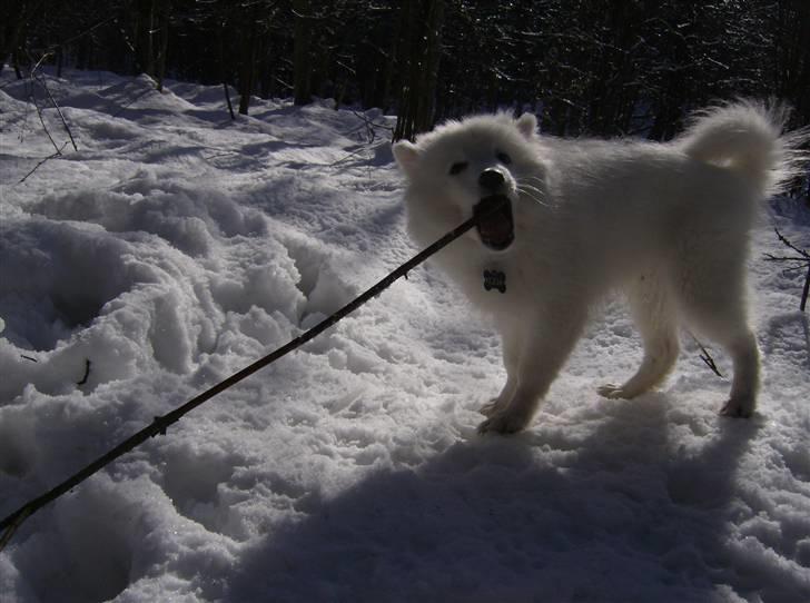 Japansk spids koda billede 5