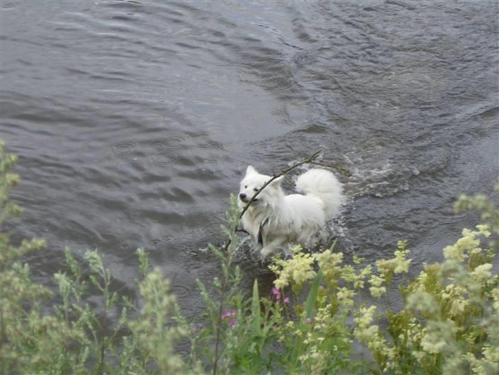 Japansk spids koda billede 6