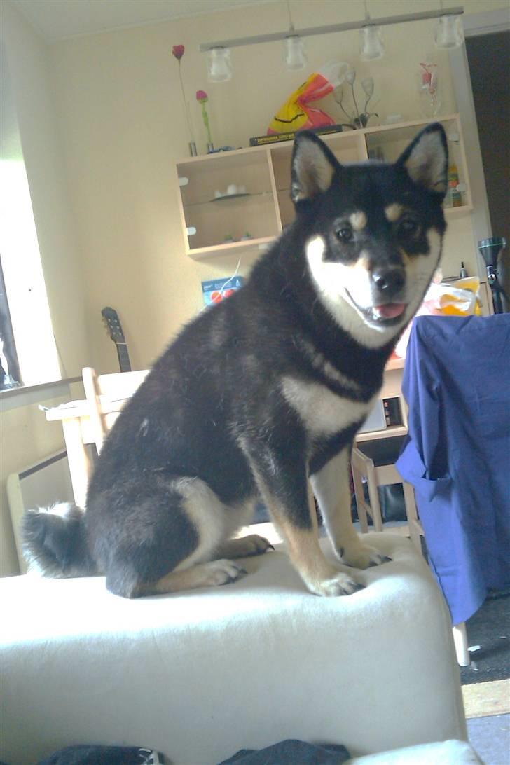 Shiba Toriyama's Aki (Akisha) billede 17