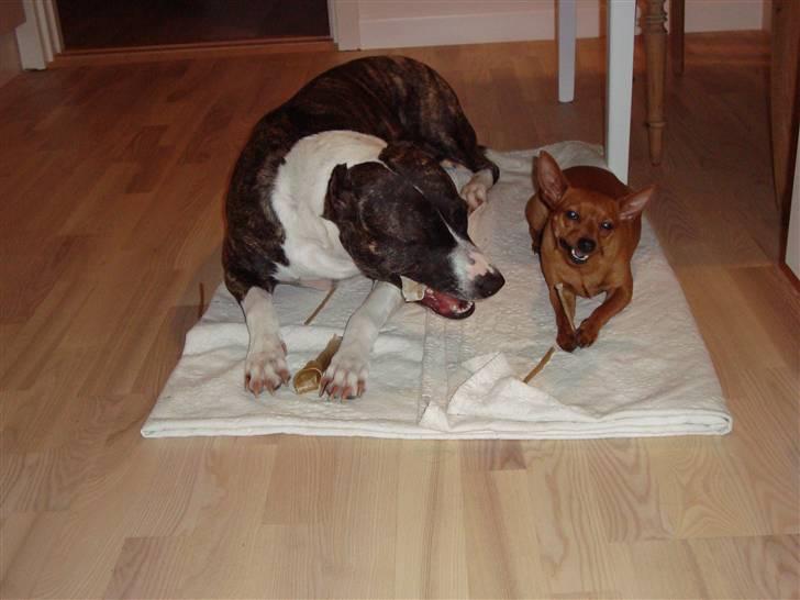 Dvaergpinscher Puta - Det her tyggeben er bare super, ik´ Dolly?? billede 15