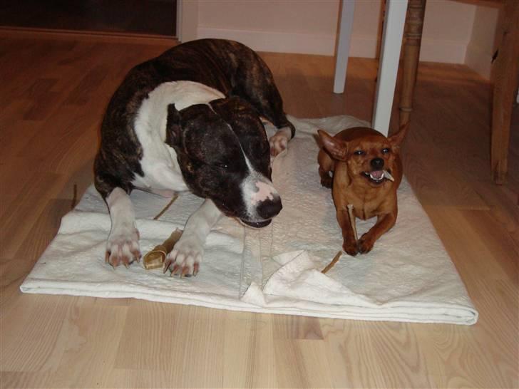 Dvaergpinscher Puta - Der er godt med knas i! billede 16