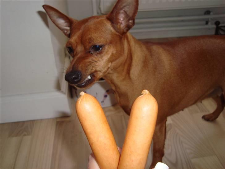 Dvaergpinscher Puta - Er du ude på at bestikke mig med de ulækre pølser?! billede 17