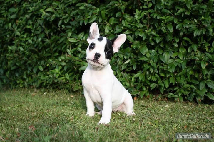 Fransk bulldog PrutFiis - en lille model billed :) billede 1
