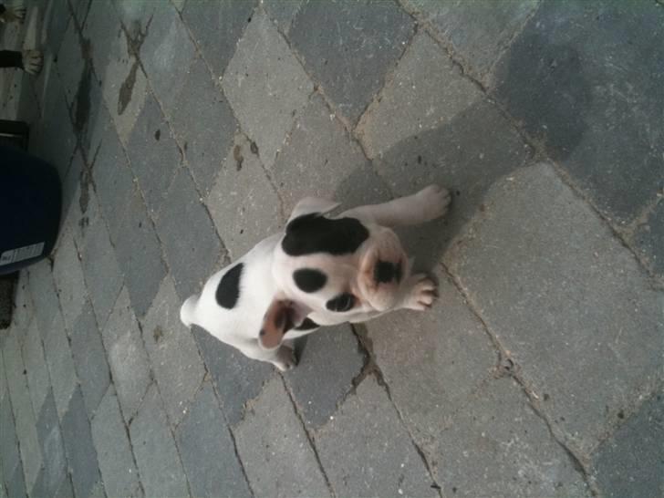 Fransk bulldog PrutFiis billede 2