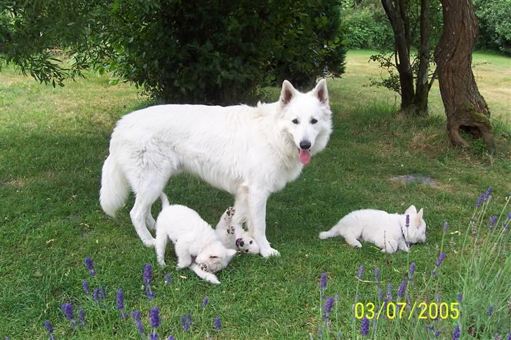 Hvid schæfer Zita - Sammen med farmand og en bror billede 7