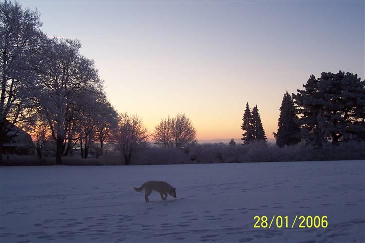 Hvid schæfer Zita billede 8