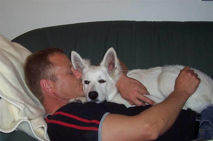 Hvid schæfer Zita billede 9