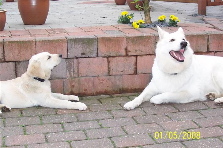 Hvid schæfer Zita billede 10