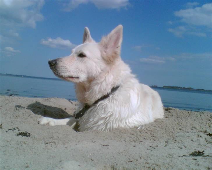 Hvid schæfer Zita billede 11