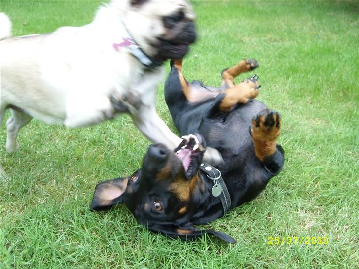 Mops - Danita's Ditte  - TOUCHDOWN!!! billede 16