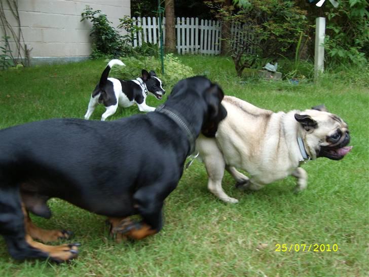 Mops - Danita's Ditte  - Max synes det er godt med den løse "frakke" billede 17