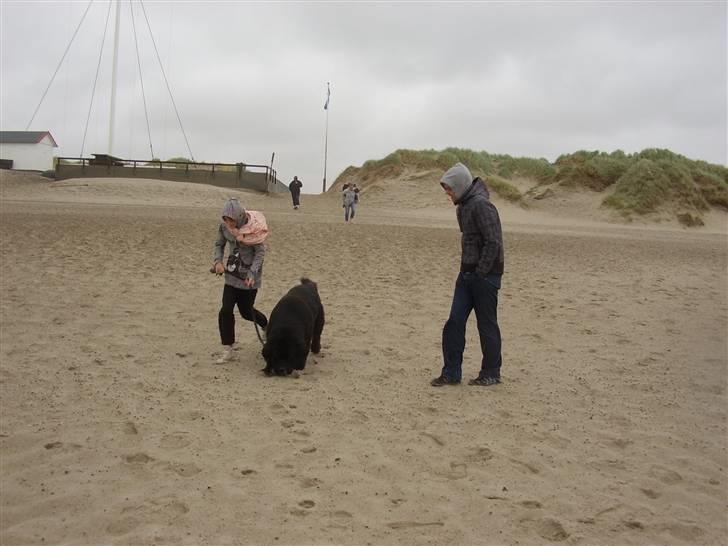 Newfoundlænder Basse(søger hun til avl) - jeg kan lugte hund...         ?!? billede 7