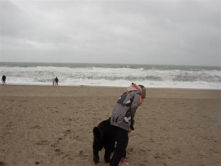 Newfoundlænder Basse(søger hun til avl) - kom nu line! vi skal ud og bade XD billede 8