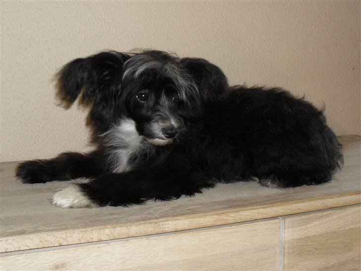 Chinese crested powder puff Candie billede 1