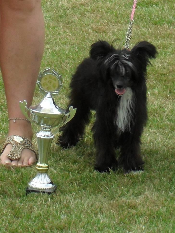 Chinese crested powder puff Candie billede 2