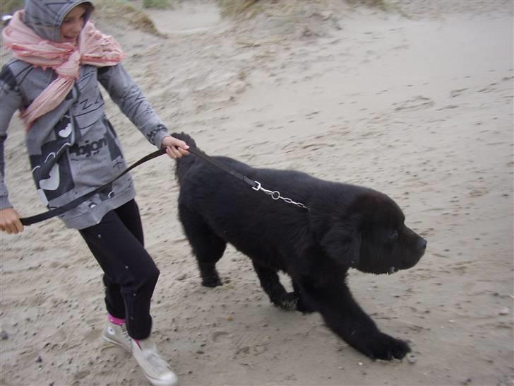 Newfoundlænder Basse(søger hun til avl) - kom nu line! du går for langsom!! billede 9