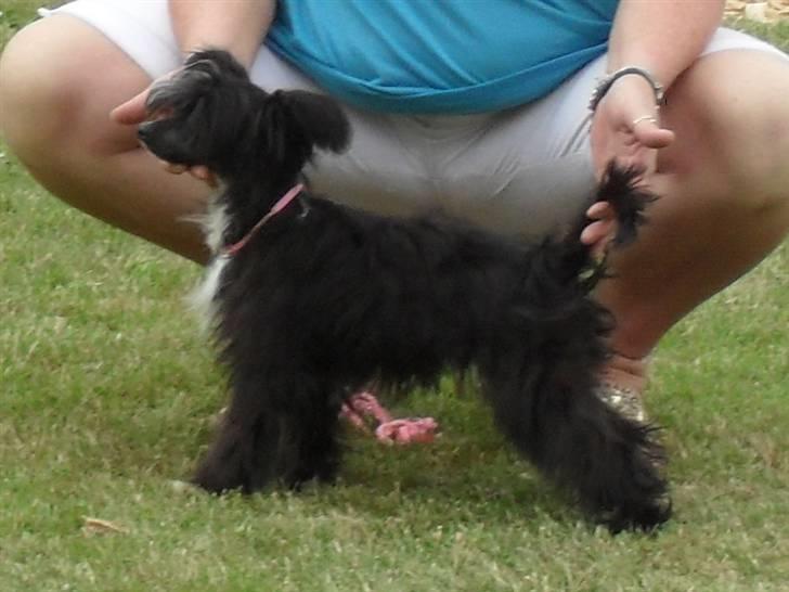 Chinese crested powder puff Candie billede 3