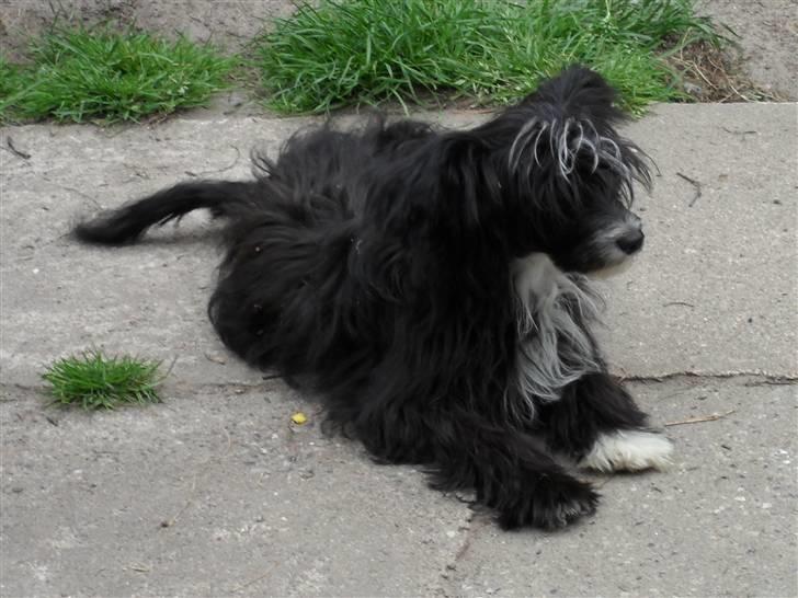 Chinese crested powder puff Candie billede 4