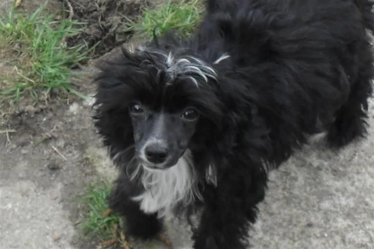 Chinese crested powder puff Candie billede 5