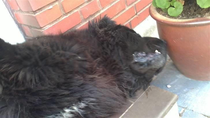 Newfoundlænder Basse(søger hun til avl) - årh....  sååå dejligt. ja lige der line lige der billede 11