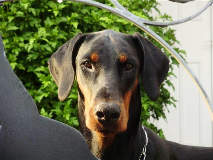 Dobermann Nika Di Altobello billede 1
