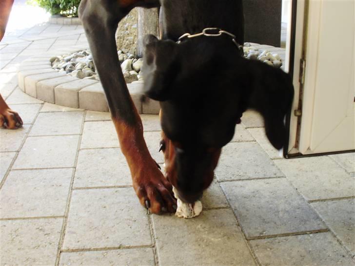 Dobermann Nika Di Altobello billede 2