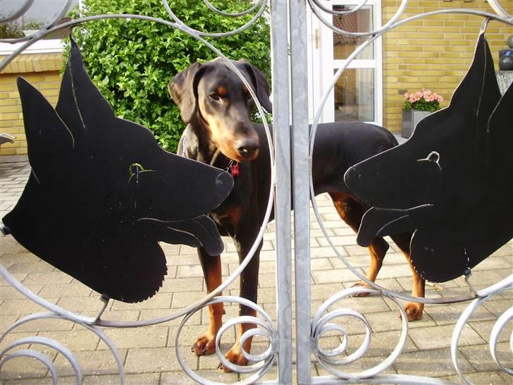 Dobermann Nika Di Altobello billede 3