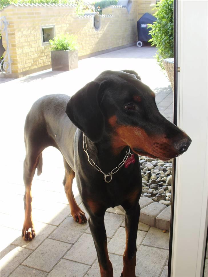 Dobermann Nika Di Altobello billede 4