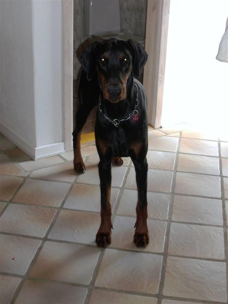 Dobermann Nika Di Altobello billede 5