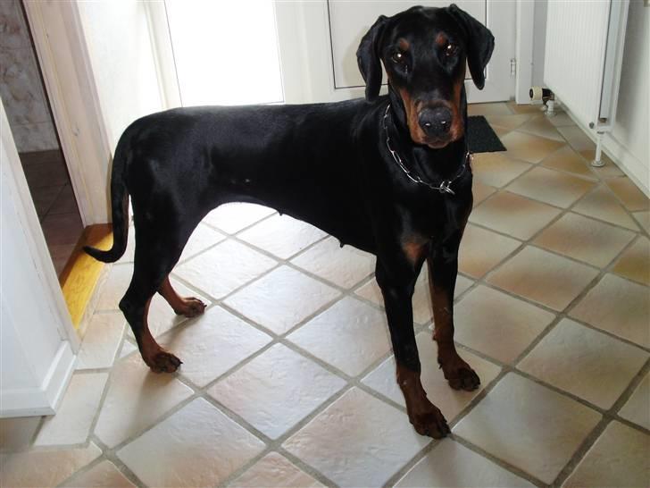 Dobermann Nika Di Altobello billede 6