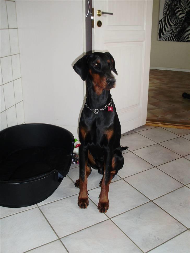 Dobermann Nika Di Altobello billede 7