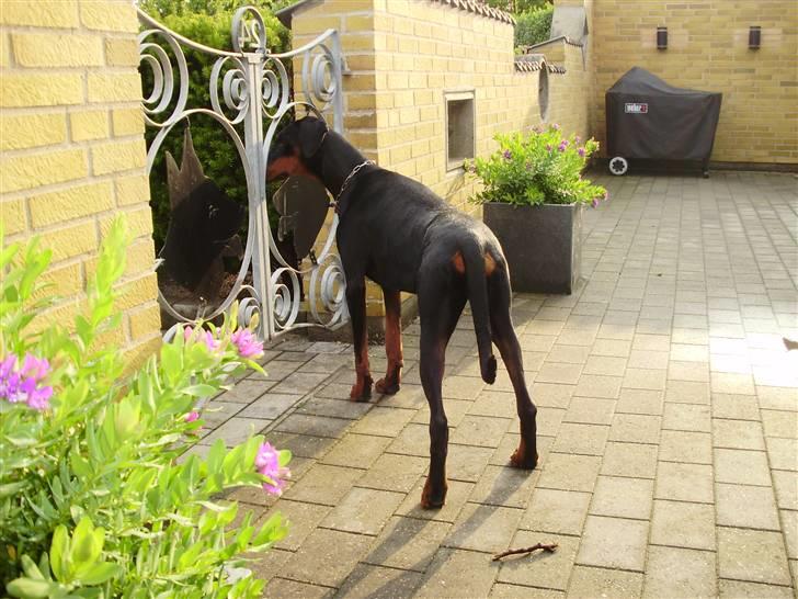 Dobermann Nika Di Altobello billede 8