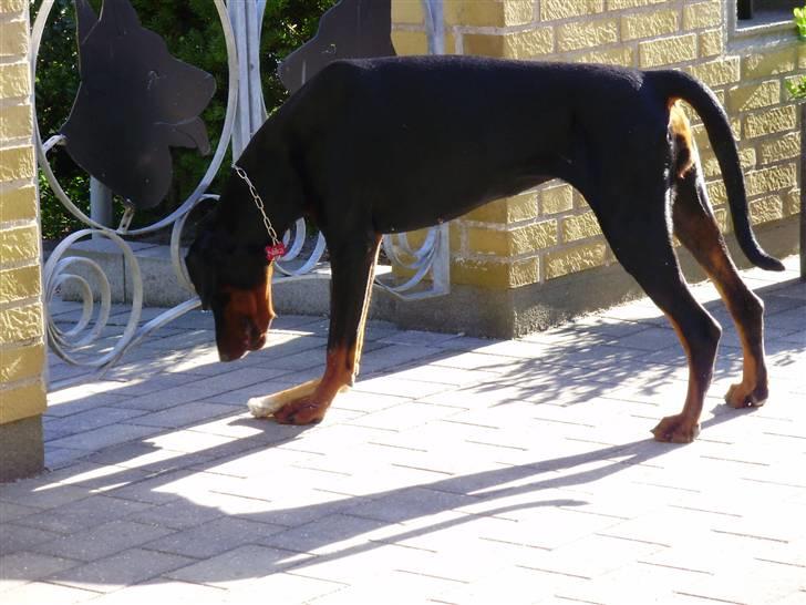 Dobermann Nika Di Altobello billede 9