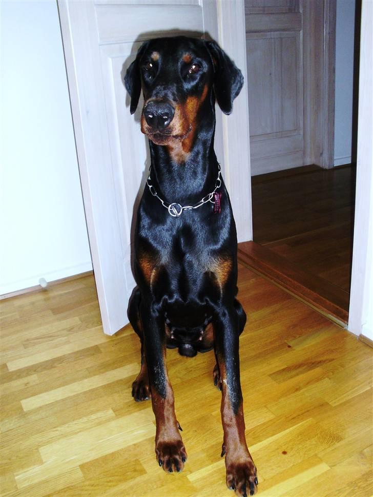 Dobermann Nika Di Altobello billede 10