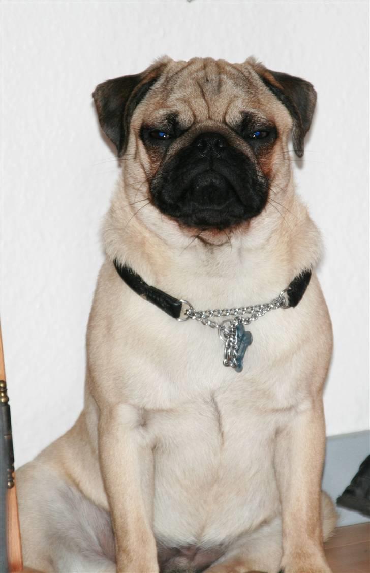 Mops Benson - Benson 26 uger: Jeg er sur og gider ikke den der blizz :/ billede 12