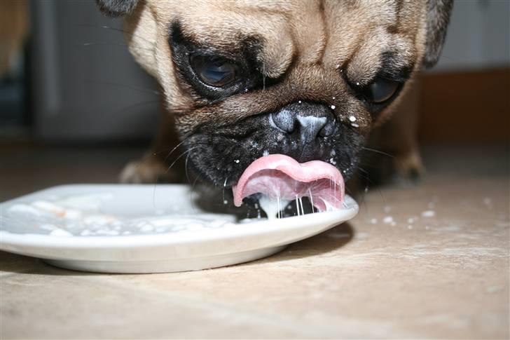 Mops Benson - Benson 28 uger: Når man er forkælet får man lidt A38  billede 13