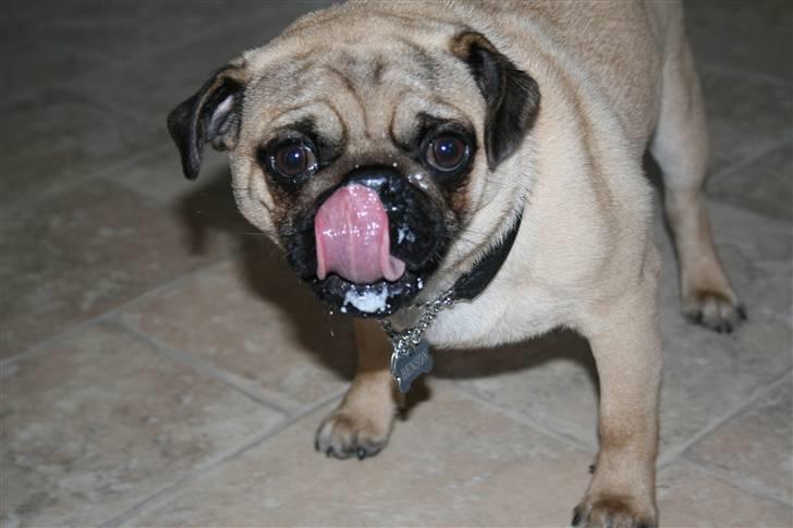 Mops Benson - Benson 28 uger: Og det smager virkelig godt!  billede 14