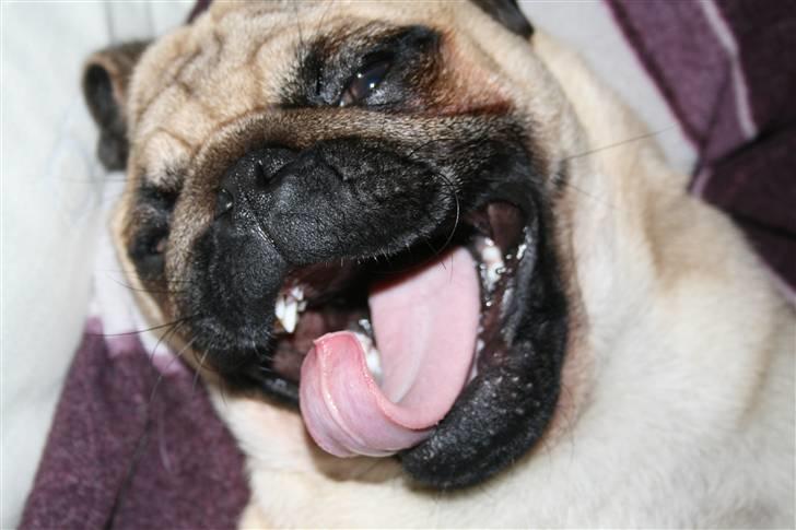 Mops Benson - Benson 31 uger: HOLD DA OP ET KEDELIG SELSKAB! billede 15