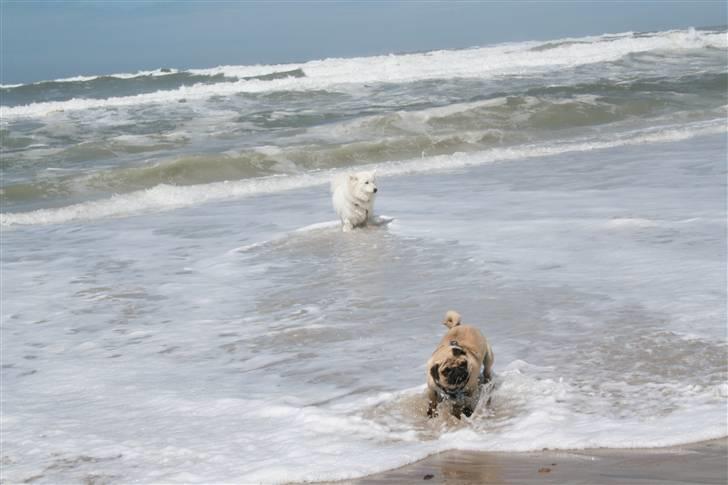 Mops Benson - Benson 37 uger: Han er nu ikke helt tilfreds når vandet kommet for tæt på.. billede 16