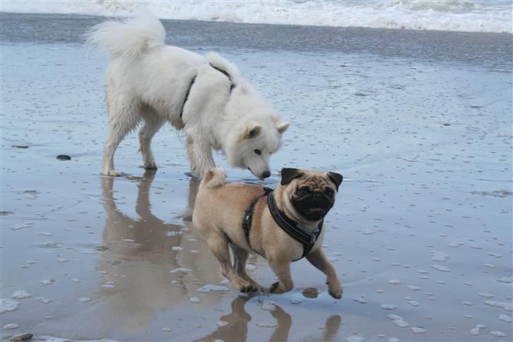 Mops Benson - Benson 37 uger: Så længe vandet ikke rammer mig, er et nu sjovt nok :) billede 17