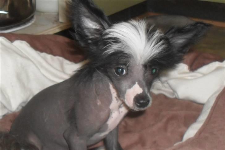 Chinese crested hårløs Chanel billede 1