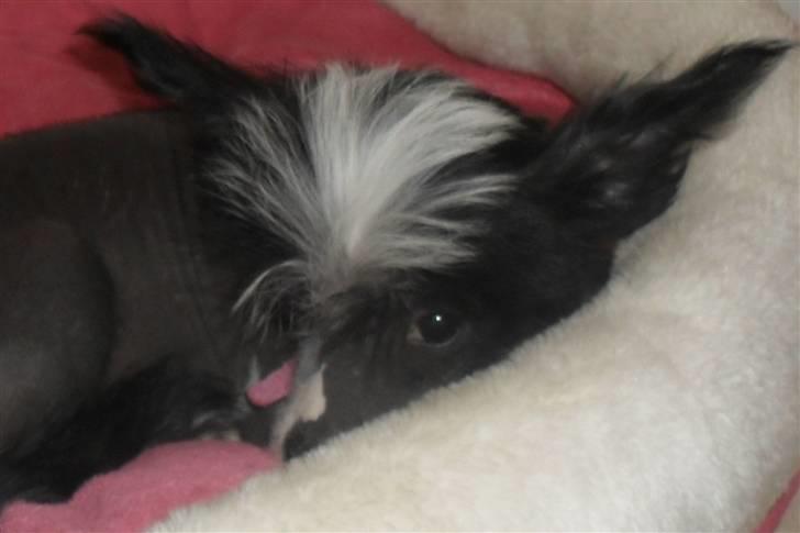 Chinese crested hårløs Chanel billede 2