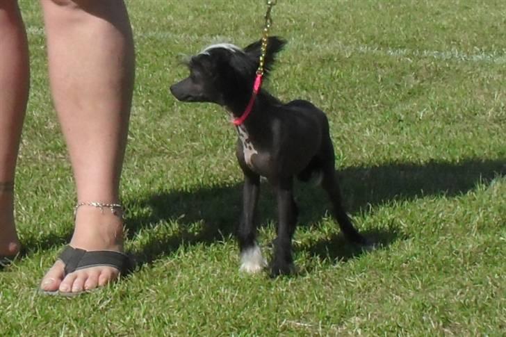 Chinese crested hårløs Chanel billede 4