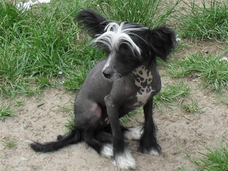 Chinese crested hårløs Chanel billede 5