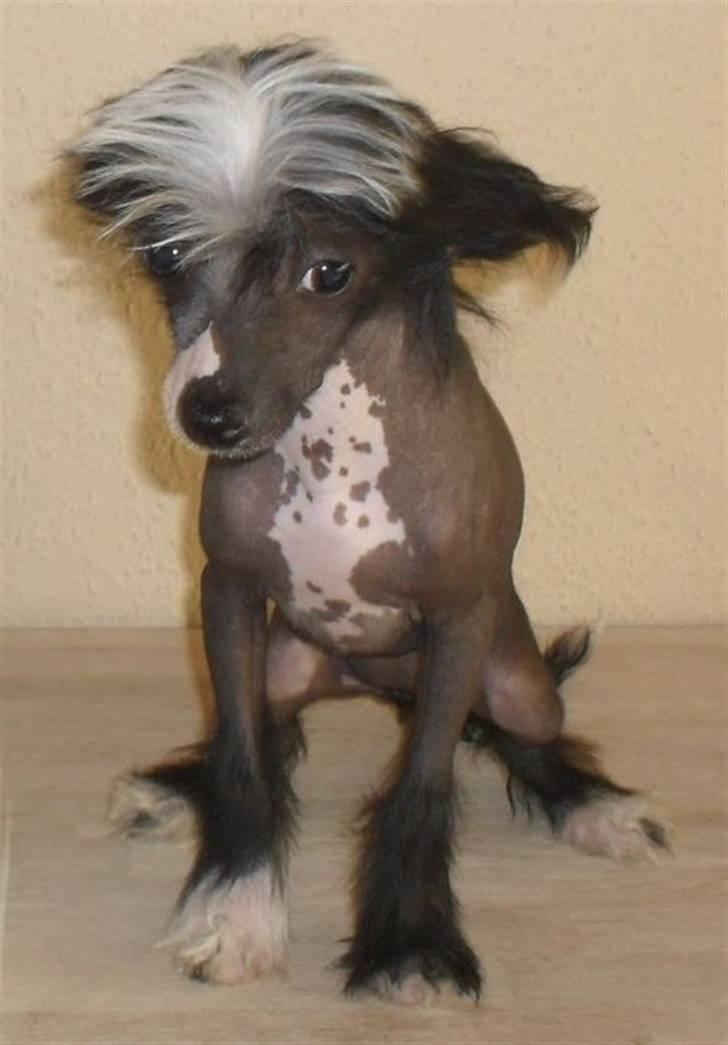 Chinese crested hårløs Chanel billede 6