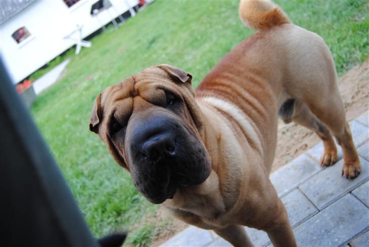 Shar pei Balu billede 15