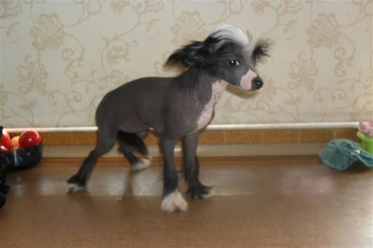 Chinese crested hårløs Chanel billede 7