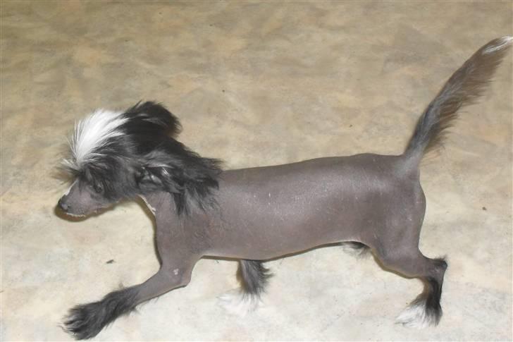 Chinese crested hårløs Chanel billede 8