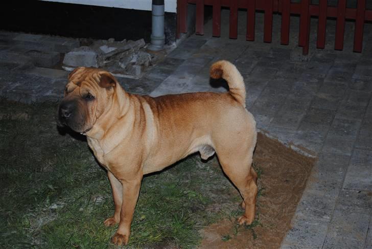 Shar pei Balu billede 16