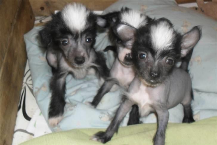 Chinese crested hårløs Chanel billede 9